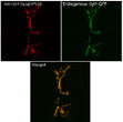 Immunofluorescence in Drosophila larvae NMJ syt1-GFP (syt1 is a synaptic protein) muscle 6/7 using anti-GFP conjugated to DyLight®550 at 1/500