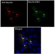 Anti Azurite Goat Polyclonal antibody immunofluorescence cos7 STJ140280
