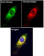 Anti mGrape Goat Polyclonal antibody immunofluorescence STJ140281