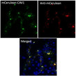 Anti mCerulean Goat Polyclonal antibody immunofluorescence cos7 STJ140282