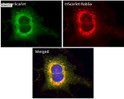 Anti mScarlet Goat Polyclonal antibody immunofluorescence STJ140286