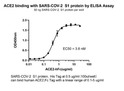 Recombinant ACE2-Fc functional ELISA assay binding immobilized nCov Spike S1 protein