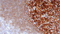 Anti-CD21 antibody [2G9] (STJ16101703)