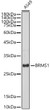 Western blot analysis of A549, using BRMS1 rabbit monoclonal antibody (STJ11102709) at 1:1000 dilution. Secondary antibody: HRP Goat Anti-rabbit IgG (H+L) (STJS000856) at 1:10000 dilution. Lysates/proteins: 25ug per lane. Blocking buffer: 3% non-fat dry milk in TBST. Detection: ECL Basic Kit. Exposure time: 30s.