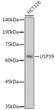 Western blot analysis of extracts from HCT116 cells, using USP39 antibody (STJ11102757) at 1:1000 dilution. Secondary antibody: HRP Goat Anti-Rabbit IgG (H+L) (STJS000856) at 1:10000 dilution. Lysates/proteins: 25ug per lane. Blocking buffer: 3% nonfat dry milk in TBST. Detection: ECL Basic Kit. Exposure time: 1s.