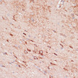 Immunohistochemistry analysis of OR10H3 in paraffin-embedded rat brain using OR10H3 Rabbit polyclonal antibody (STJ11102856) at dilution of 1:100 (40x lens). Perform microwave antigen retrieval with 10 mM PBS buffer pH 7. 2 before commencing with immunohistochemistry staining protocol.