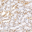 Immunohistochemistry analysis of EHMT2 in paraffin-embedded rat kidney tissue using EHMT2 rabbit monoclonal antibody (STJ11103018) at a dilution of 1:200 (40x lens). High pressure antigen retrieval was performed with 0. 01 M citrate buffer (pH 6. 0) prior to immunohistochemistry staining.