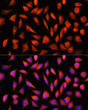 Immunofluorescence analysis of L929 cells using RHOG Rabbit polyclonal antibody (STJ11103021) at dilution of 1:100. Secondary antibody: Cy3 Goat Anti-Rabbit IgG (H+L) at 1:500 dilution. Blue: DAPI for nuclear staining.