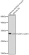 Western blot analysis of extracts of various cell lines, using UCP1+UCP3 Rabbit monoclonal antibody (STJ11103032) at 1:1000 dilution. Secondary antibody: HRP Goat Anti-Rabbit IgG (H+L) (STJS000856) at 1:10000 dilution. Lysates/proteins: 25 Mu g per lane. Blocking buffer: 3% nonfat dry milk in TBST. Detection: ECL Basic Kit. Exposure time: 180s.