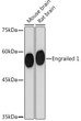 Western blot analysis of extracts of various cell lines, using Engrailed 1 Rabbit monoclonal antibody (STJ11103080) at 1:1000 dilution. Secondary antibody: HRP Goat Anti-Rabbit IgG (H+L) (STJS000856) at 1:10000 dilution. Lysates/proteins: 25 Mu g per lane. Blocking buffer: 3% nonfat dry milk in TBST. Detection: ECL Basic Kit. Exposure time: 90s.
