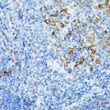 Immunohistochemistry analysis of STING in paraffin-embedded mouse spleen using STING Rabbit polyclonal antibody (STJ11103206) at dilution of 1:20 (40x lens). Perform high pressure antigen retrieval with 10 mM citrate buffer pH 6. 0 before commencing with immunohistochemistry staining protocol.