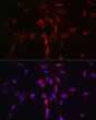 Immunofluorescence analysis of C6 cells using LLGL1 Rabbit polyclonal antibody (STJ11103225) at dilution of 1:100. Secondary antibody: Cy3 Goat Anti-Rabbit IgG (H+L) at 1:500 dilution. Blue: DAPI for nuclear staining.