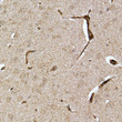 Immunohistochemistry analysis of paraffin-embedded rat brain using Caveolin-2 rabbit polyclonal antibody (STJ11103373) at dilution of 1:100 (40x lens). Perform high pressure antigen retrieval with 10 mM citrate buffer pH 6. 0 before commencing with immunohistochemistry staining protocol.