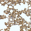 Immunohistochemistry analysis of paraffin-embedded rat lung using Caveolin-2 rabbit polyclonal antibody (STJ11103373) at dilution of 1:100 (40x lens). Perform high pressure antigen retrieval with 10 mM citrate buffer pH 6. 0 before commencing with immunohistochemistry staining protocol.