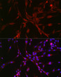 Immunofluorescence analysis of PC-12 cells using CASTOR1 Rabbit polyclonal antibody (STJ11103420) at dilution of 1:50 (40x lens). Blue: DAPI for nuclear staining.