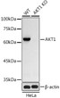 Western blot analysis of extracts from wild type (WT) and AKT1 knockout (KO) HeLa cells, using AKT1 antibody (STJ11103457) at 1:1000 dilution. Secondary antibody: HRP Goat Anti-Rabbit IgG (H+L) (STJS000856) at 1:10000 dilution. Lysates/proteins: 25 Mu g per lane. Blocking buffer: 3% nonfat dry milk in TBST. Detection: ECL Basic Kit. Exposure time: 90s.