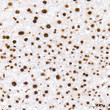 Immunohistochemistry analysis of paraffin-embedded Rat liver tissue using FUBP1 Rabbit mAb  (STJ11103646) at a dilution of 1:200 (40x lens).  High pressure antigen retrieval was performed with 0. 01 M citrate buffer (pH 6. 0) prior to immunohistochemistry staining.