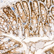 Immunohistochemistry analysis of CAMKIV in paraffin-embedded mouse colon tissue using CAMKIV Rabbit mAb  (STJ11103655) at a dilution of 1:800 (40x lens).  High pressure antigen retrieval was performed with 0. 01 M citrate buffer (pH 6. 0) prior to immunohistochemistry staining.