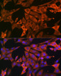 Immunofluorescence analysis of NIH-3T3 cells using GAPDH Rabbit pAb (STJ11103691) at dilution of 1:100 (40x lens). Secondary antibody: Cy3-conjugated Goat anti-Rabbit IgG (H+L) (STJS001166) at 1:500 dilution. Blue: DAPI for nuclear staining.