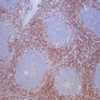 Anti-CD43 antibody IHC human tonsil STJ180605