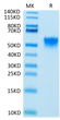 Biotinylated Human FGFR3 beta (IIIc) on Tris-Bis PAGE under reduced condition. The purity is greater than 95%.