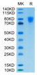 Biotinylated Human PDGF R alpha/PDGFRA on Tris-Bis PAGE under reduced condition. The purity is greater than 95%.