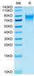 Biotinylated Human Nectin-3 on Tris-Bis PAGE under reduced conditions. The purity is greater than 95%.