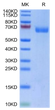 Biotinylated Human LILRA4 on Tris-Bis PAGE under reduced condition. The purity is greater than 95%.