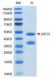 Biotinylated Human GDF15 on Tris-Bis PAGE under reduced condition. The purity is greater than 95%.