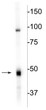 antibody WB analysis 46 kDa CNP protein in rat hippocampal lysate STJA0004898