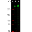Western blot Ki-67 isoforms in dividing HeLa and HEK293 cell cultures STJA0004900