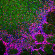 IHC staining rat olfactory bulb with antibody MeCP2 in neuronal nuclei STJA0004901