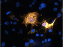 ICC staining SARM1 in transfected COS-7 cells using antibody with DAPI nuclear counterstain STJA0004904