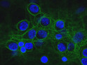 ICC staining cultured neurons and glia with anti-alpha-II-spectrin green and DAPI blue STJA0003570