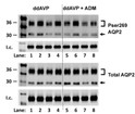 Western blot analysis rat kidney lysate pSer269 AQP2 detection using antibody STJA0003582