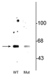 Western blot beclin-1 phospho-Ser234 immunolabeling in wild type vs mutant HeLa lysate STJA0003586