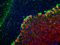 IHC staining with calbindin antibody in rat cerebellum Purkinje cell dendrites in red STJA0003587