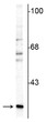 Western blot 29 kDa calretinin protein immunolabeling in rat cerebellar lysate STJA0003588