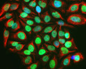 ICC staining HeLa cells using Anti-c-FOS antibody nuclear localization in green STJA0003594