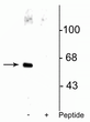 Western blot Che-1 protein phosphorylated at Ser477 in HeLa cell lysate STJA0003595