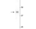 Western blot eIF4A2 protein 46 kDa detection in mouse testes lysate STJA0003625
