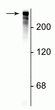 Western blot 280 kDa MAP2 protein immunolabeling in rat cortical lysate STJA0003676