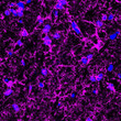IHC staining myelin basic protein in mouse corpus callosum with DAPI counterstain STJA0003695