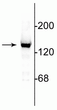 Western blot NR2C subunit 140 kDa immunolabeling in rat cerebellar lysate STJA0003724