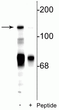 Western blot NR2C subunit phosphorylation at Ser1244 in rat cerebellar lysate STJA0003726
