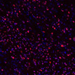 ICC staining Olig2 in mouse brain tissue red Olig2 and blue nuclear staining STJA0003732