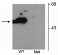 Western blot of HEK293 cells transfected with Parkin wild type (WT) and Parkin S101 mutant (Mut) showing the specific immunolabeling of the ~52 kDa parkin protein phosphorylated at Ser101.
