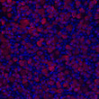 IHC staining RBPMS in mouse retinal ganglion cells shown in red STJA0003764