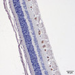 IHC staining demonstrating specific RBPMS immunolabeling in tissue section STJA0003764