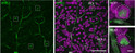 IHC staining human ganglion cell layer BNC2 and RBPMS labeling using antibody STJA0003764